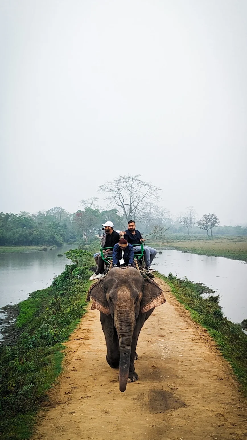 A one-horned rhinoceros grazes in the grasslands of Kaziranga National Park, Assam, with the Brahmaputra floodplain in the background