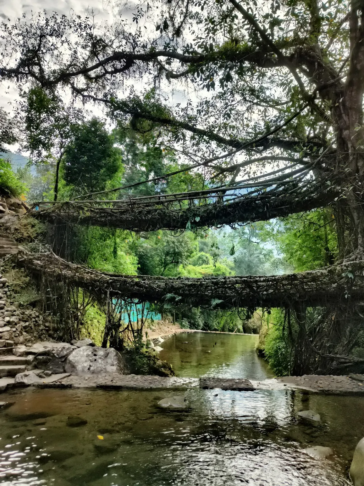 Living Root Bridge